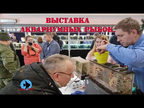 Видео: Выставка аквариумных рыбок.  2025 год.