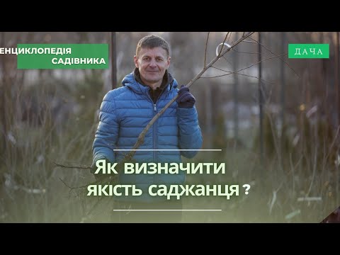 Видео: Що Таке Неякісний Саджанець? Основні Ознаки Неякісних Саджанців.