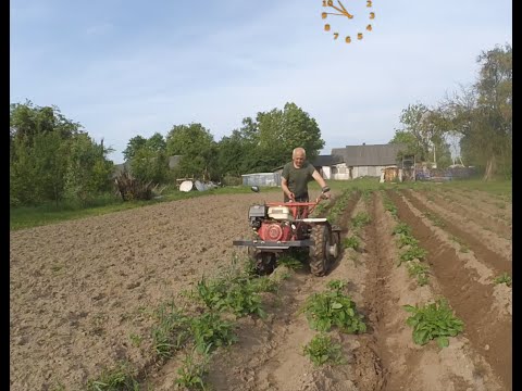 Видео: Подкормил и окучил картошку мотоблоком 2025.