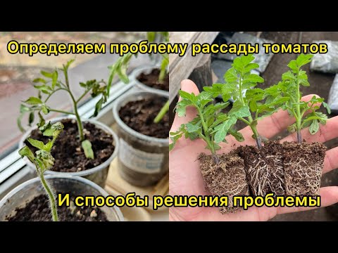 Видео: Самые частые проблемы рассады томатов. Разбираем по фото. Причины и способы решения.