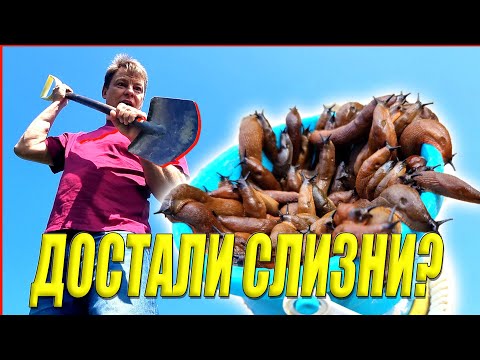 Видео: ДОСТАЛИ СЛИЗНИ? Как за копейки извести даже испанских слизней и не отравить все вокруг