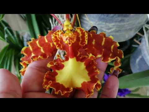 Видео: Цветение орхидей.