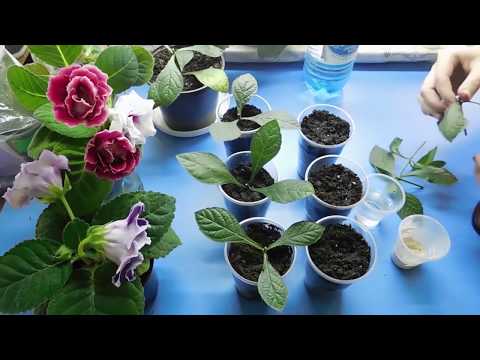 Видео: 🌹🌹🌹КЛЕРОДЕНДРУМ ! РАЗМНОЖЕНИЕ ЧЕРЕНКОМ В ДОМАШНИХ УСЛОВИЯХ !