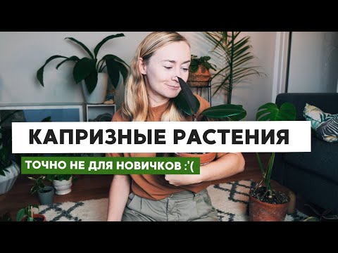 Видео: ДОМАШНИЕ РАСТЕНИЯ НЕ ДЛЯ НАЧИНАЮЩИХ