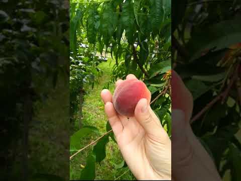 Видео: Персик Ред хевен в Гомеле. Беларусь.