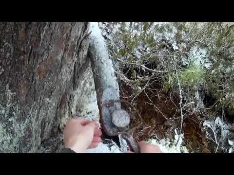 Видео: Капканная охота на соболя
