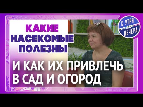 Видео: Какие насекомые полезны и как их привлечь в сад и огород