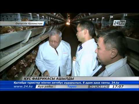Видео: Сарыағаш ауданында жаңа құс фабрикасы ашылды