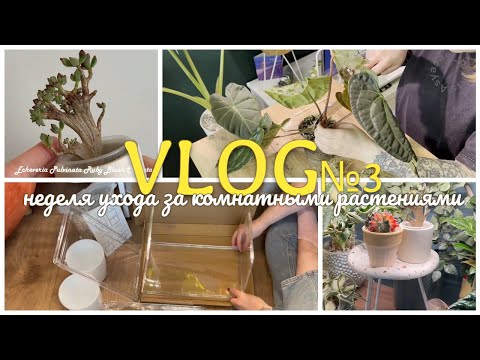 Видео: ВЛОГ №3 | Неделя ухода за КОМНАТНЫМИ РАСТЕНИЯМИ