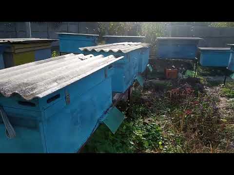 Видео: Осенний облёт)