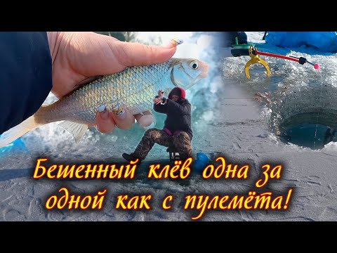Видео: Вобла клюет как с пулемета