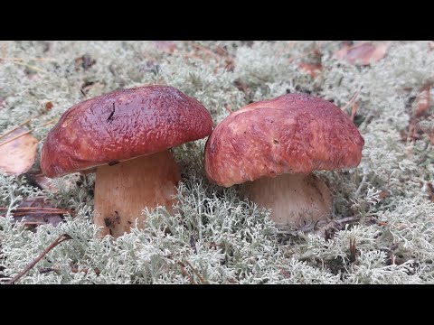 Видео: СКАЗОЧНЫЕ БОРОВИКИ! МАССОВЫЙ СБОР ГРИБОВ В КОНЦЕ ОКТЯБРЯ!