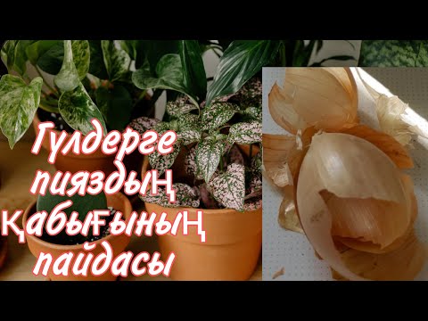 Видео: Үй гүлдері.Пияздың қабығының үй гүлдеріне пайдасы.Үй гүлдеріне пияздың  суын қалай береміз.