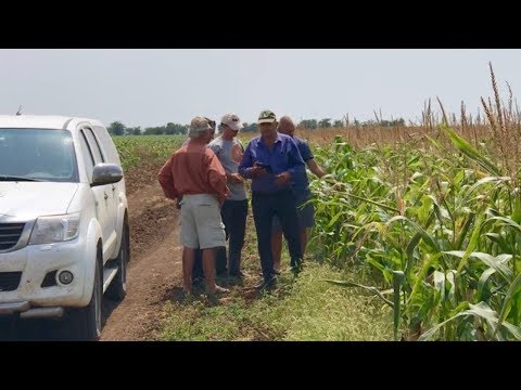 Видео: Осмотр полей в большой компании | Подсолнечник и кукуруза