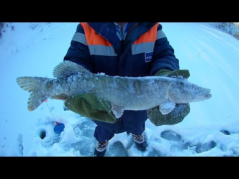 Видео: Зимняя рыбалка на жерлицы!!! Ловля щуки на реке.