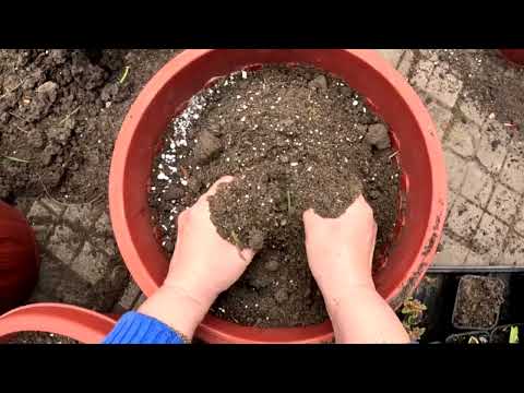 Видео: Высаживаю колеусы в кашпо.