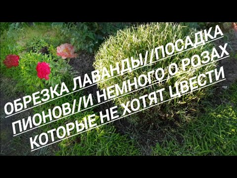 Видео: 234#Обрезка лаванды//Посадка пионов// Розы которые не хотят цвести//16.08.25