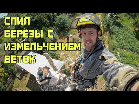 Видео: Спил арбористом березы с измельчением веток в Иваново