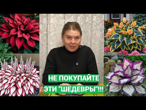 Видео: Невероятные сорта хост в ВБ. Снова обман!