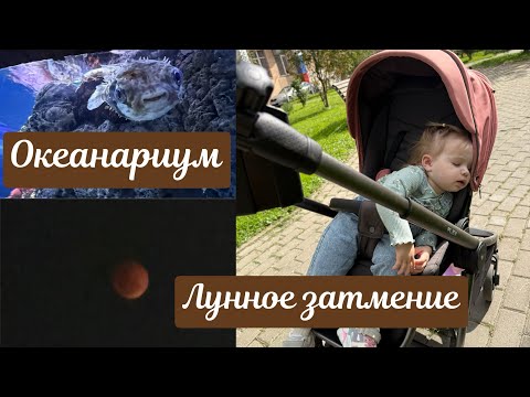 Видео: Поход в океанариум 🐳 Лунное затмение 🌔 Еще одна неделя в саду 🧸