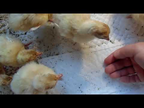 Видео: Индюшата вылупились!!!\ Уход за индюшатами в первые сутки\ Лекарство-мёртвого на ноги поднимет!!!...