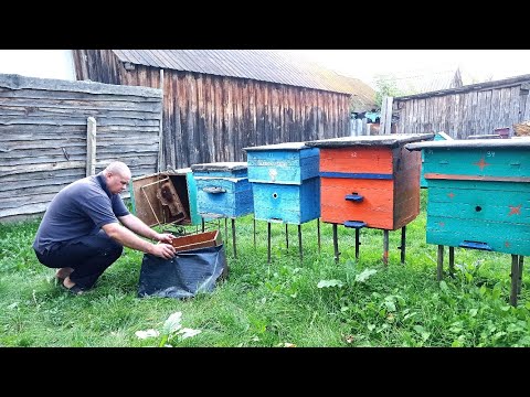 Видео: ИГРА НА ПАСЕКЕ НАЧАЛАСЬ! ВОЗМОЖНО Я ЕЁ ПРОИГРАЮ.