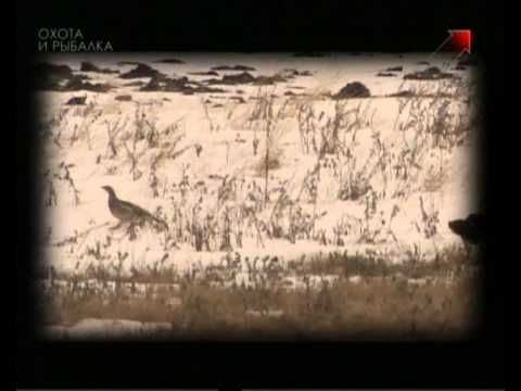 Видео: Охота на тетерева и глухаря