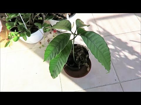 Видео: Мои экзотические растения: манго, гранаты, ананасы 3
