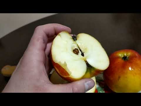 Видео: дегустація плодів яблук ранньо зимового сорту "Рубінола".