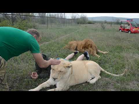 Видео: Гек "отрезал" путь к машинке и .....СМЕЕТСЯ  !!!