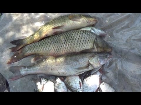 Видео: 2 Часть . Рыбалка все лучше , Сазан все крупнее .Река Дон