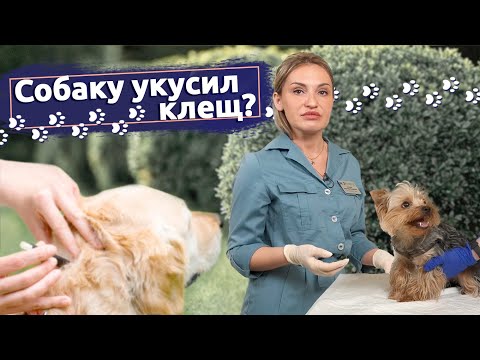 Видео: Советы ветеринара: Что делать, если собаку укусил клещ