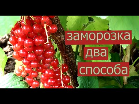 Видео: Заморозка красной смородины на зиму. Два лучших способа заморозки.