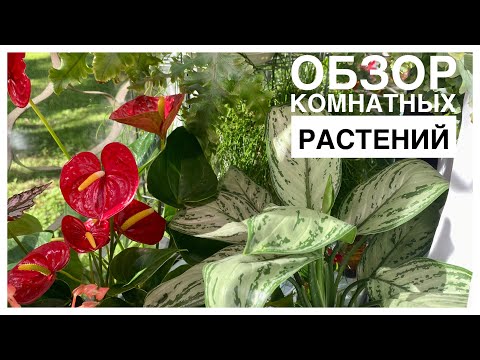 Видео: Обзор комнатных растений | Окно в комнате сына | 06.08.2023г.