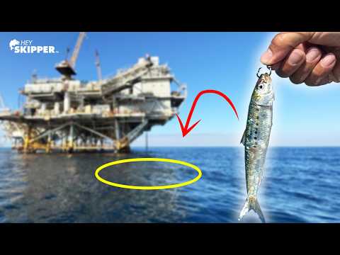 Видео: Ловите сардины под ОГРОМНОЙ нефтяной вышкой — ловите рыбу на обед в глубоких водах Калифорнии!