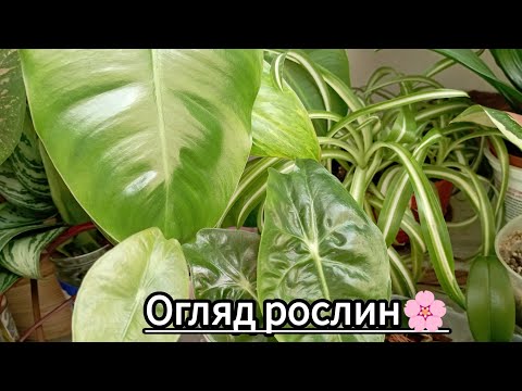 Видео: Огляд рослин на балконі🍀 Вересень 2025р.🌿🌱🌸 #огляд_рослин #рослини_на_балконі