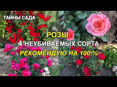 Видео: Наши розы в октябре. РОЗЫ, КОТОРЫЕ НЕ ПОДВЕДУТ 100 %. Лучшие сорта роз. Осенняя прогулка по саду.