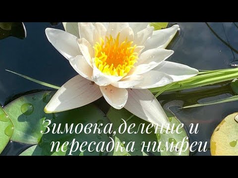 Видео: ЗИМОВКА ДЕЛЕНИЕ И ПЕРЕСАДКА НИМФЕИ