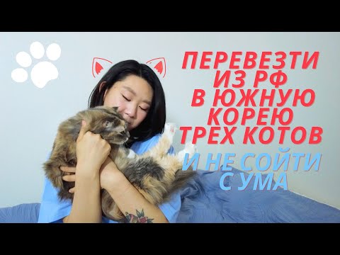 Видео: Перевозка котов в Южную Корею из России | Коты в багаже | Авиаперелет с животными
