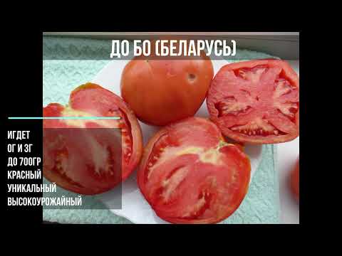 Видео: 2024 Каталог томатов(2 часть). Великолепные новинки