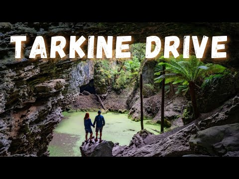 Видео: ТАРКИН ДРАЙВ, ТАСМАНИЯ — В дикой природе