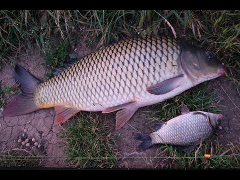 Видео: НЕЗАБЫВАЕМАЯ ВЕЧЕРНЯЯ РЫБАЛКА НА КАРПА на БОКОВОЙ КИВОК в КАМЫШЕ!!! #карп#fishing#