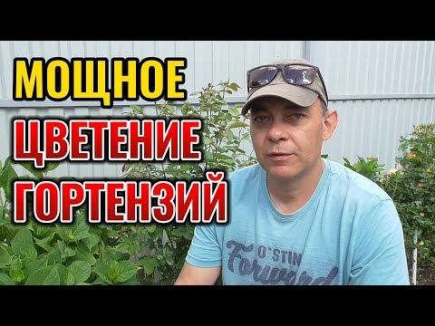 Видео: 🌺 Гигантские шапки цветов! Мой секретный рецепт подкормки гортензий в июне!