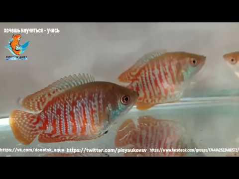 Видео: разведение лялиуса, Colisa,