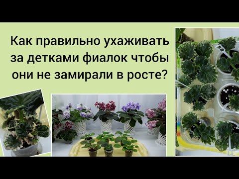 Видео: Как правильно ухаживать за детками фиалок чтобы они не замирали в росте?