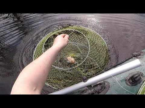 Видео: ПРОВЕРКА РАКОЛОВОК ранней ВЕСНОЙ. Ловля раков на раколовки в мелких заливах весной.