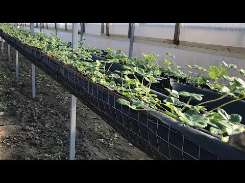 Видео: КЛУБНИКА НА СТЕЛЛАЖАХ. 4800 кустов на 200квм. strawberries on shelves.