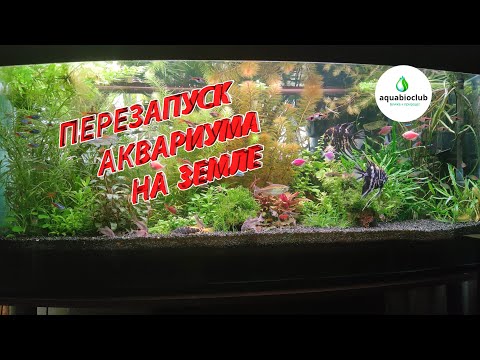 Видео: Перезапуск аквариума на земле.