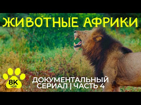Видео: Дикая природа Африки – #4 | 8K HDR Документальный фильм о диких животных провинции Квазулу Натал