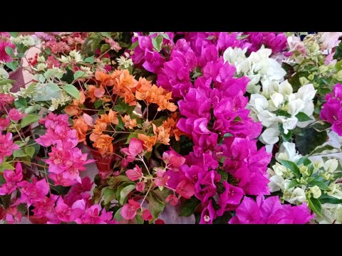 Видео: Столько бугенвиллий вы ещё не видели.